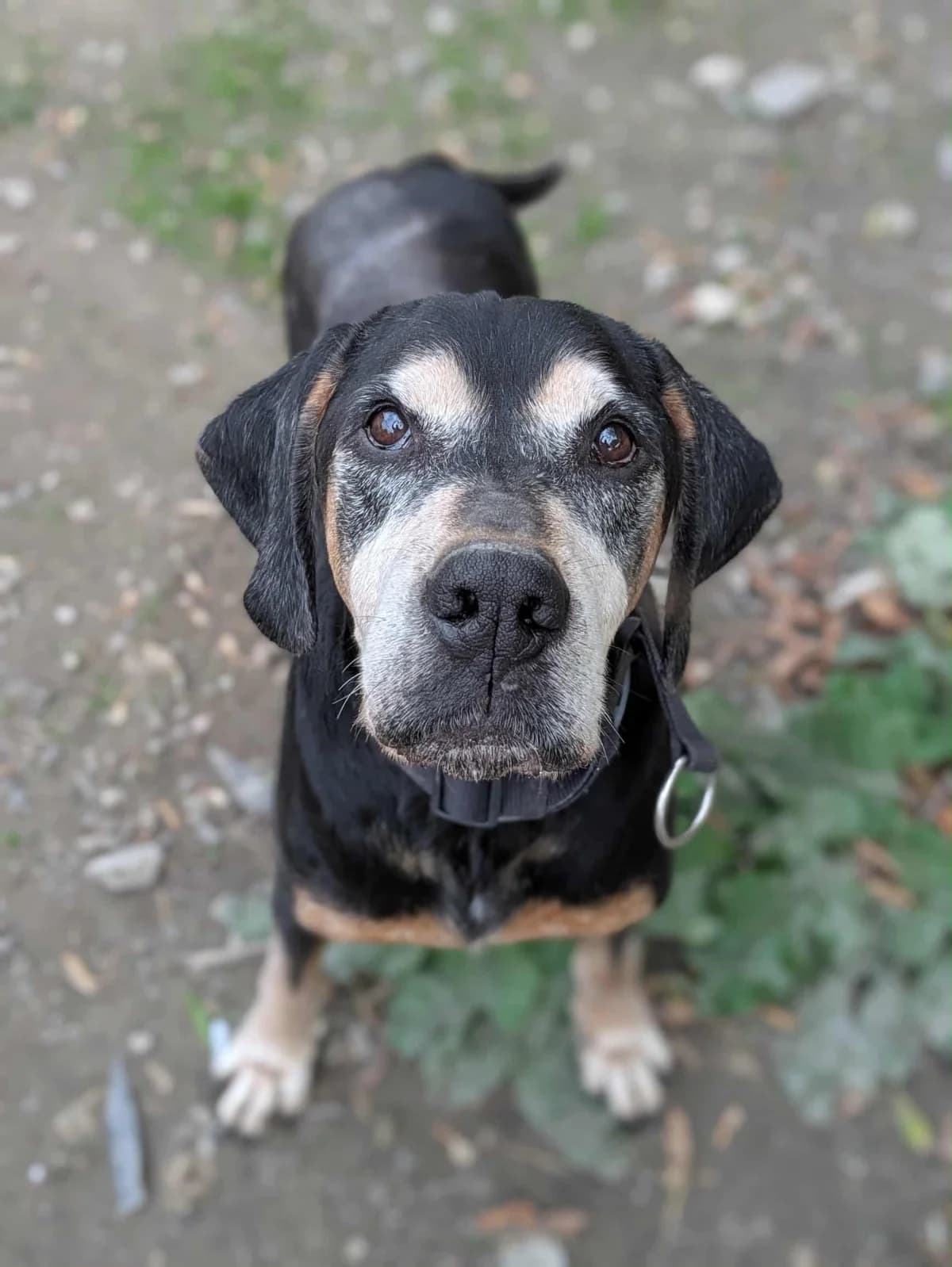 Benji, male senior mixed breed for adoption at S.P.A Vauclusienne, Piégon