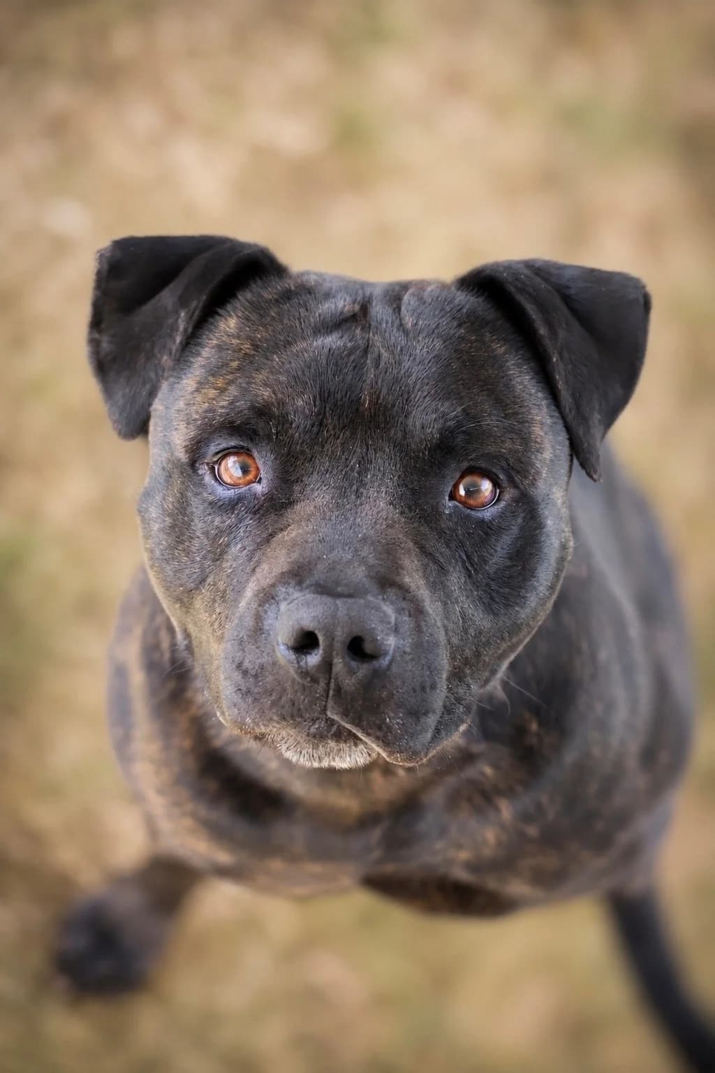 Black, male 4yo Mixed Breed for adoption at S.P.A Vauclusienne, Piégon