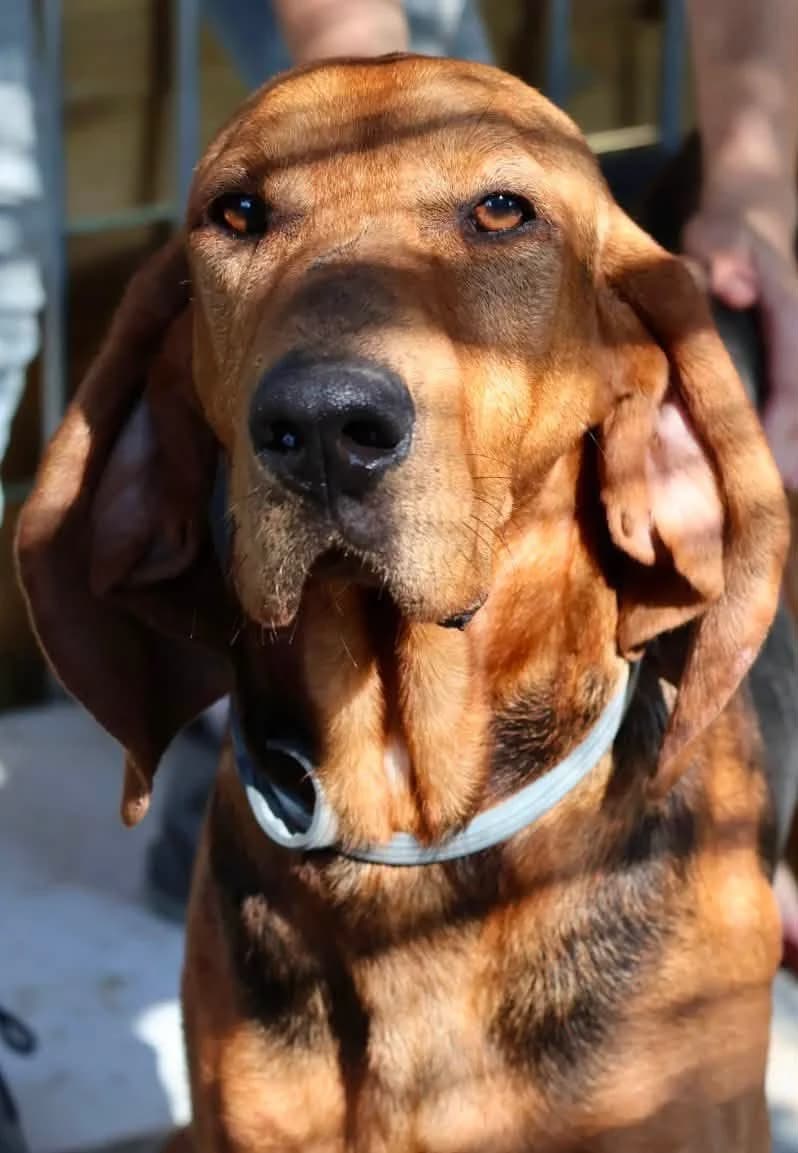 Bobo, male 4yo Mixed Breed for adoption at S.P.A Vauclusienne, Piégon