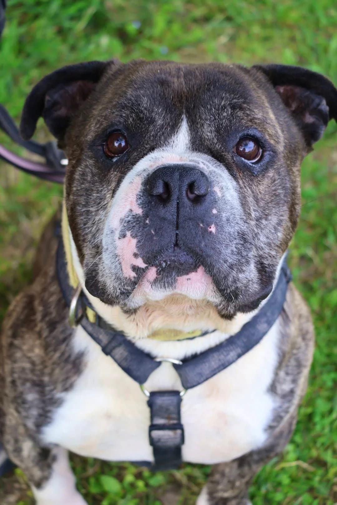 Booba, male 7yo Mixed Breed for adoption at S.P.A Vauclusienne, Piégon