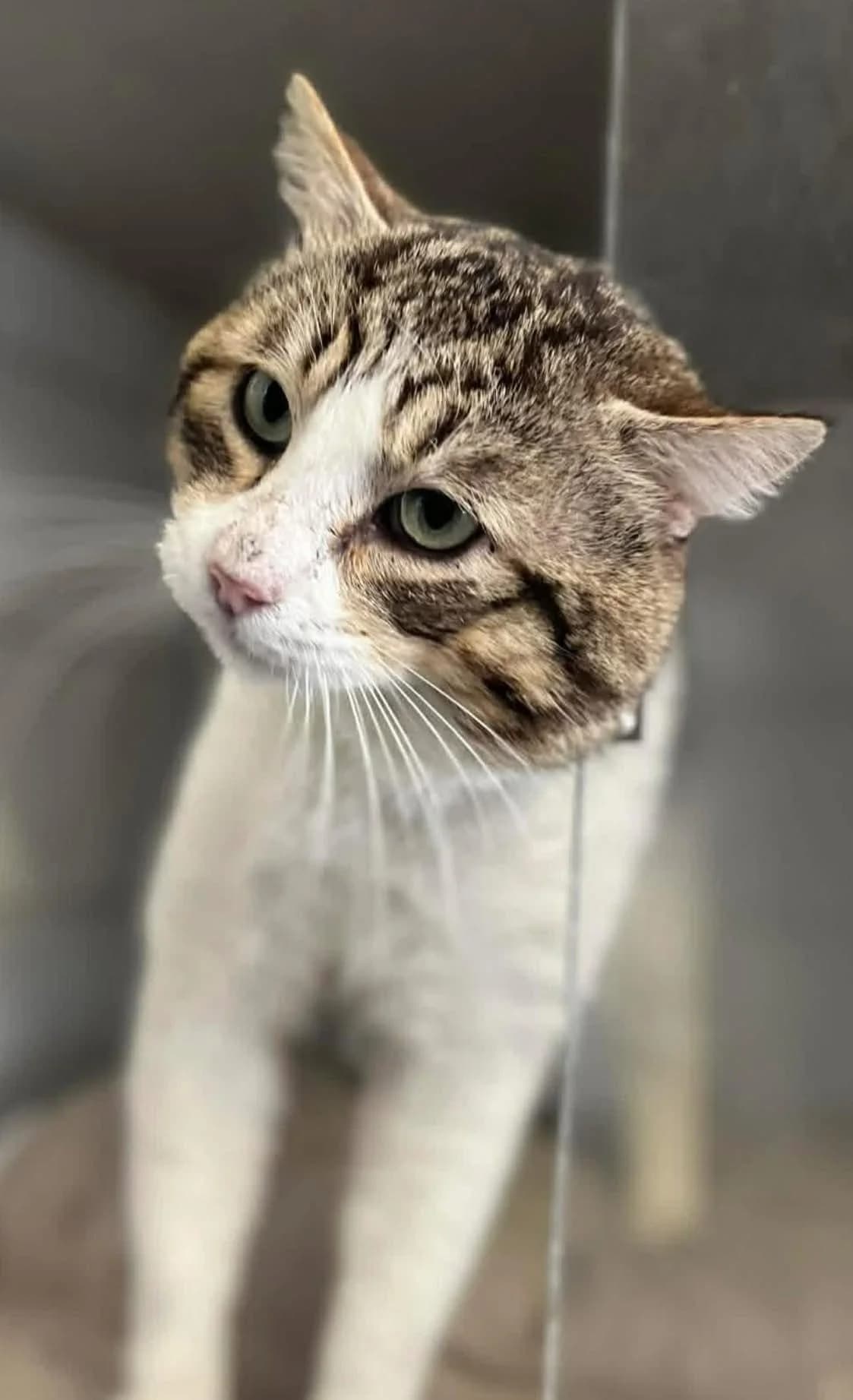 Boris, male 6yo European Shorthair for adoption at S.P.A Vauclusienne, Piégon