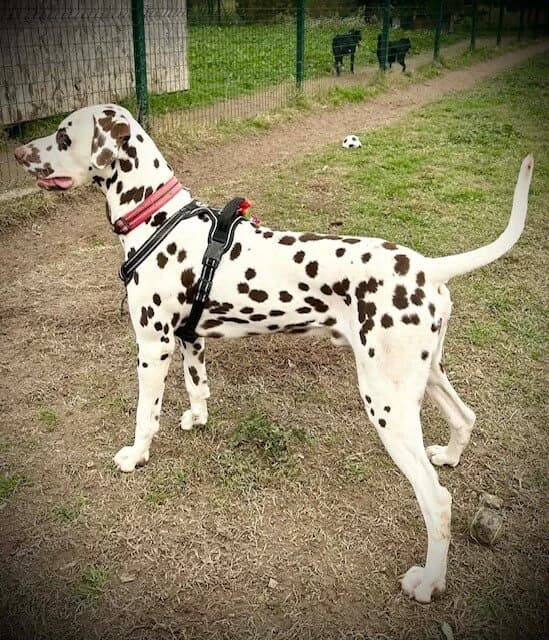 Brownie, male young Dalmatian for adoption at S.P.A Vauclusienne, Piégon