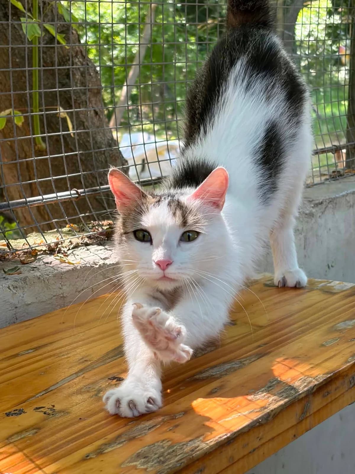 Candy, female young European Shorthair for adoption at S.P.A Vauclusienne, Piégon