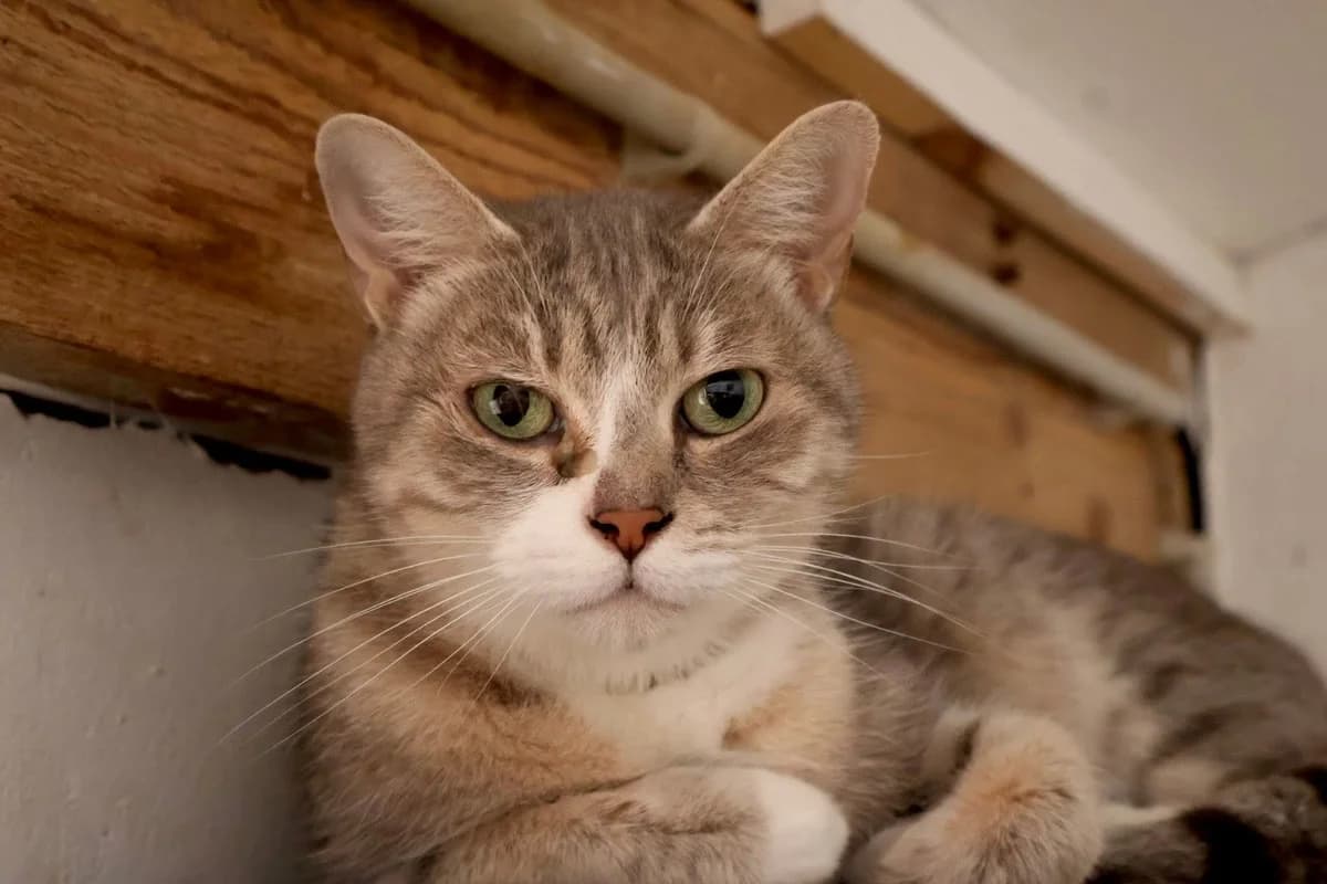 Candy, female 6yo European Shorthair for adoption at S.P.A Vauclusienne, Piégon