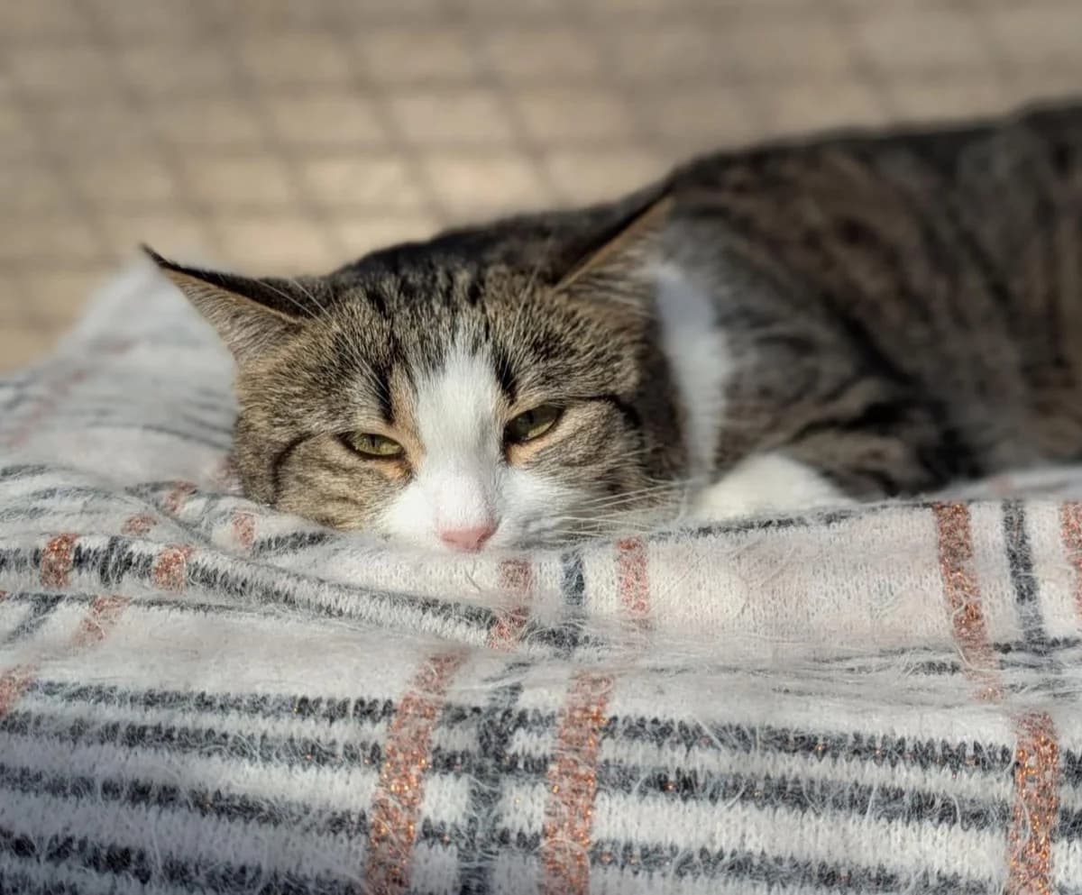Cassie, female 3yo European Shorthair for adoption at S.P.A Vauclusienne, Piégon