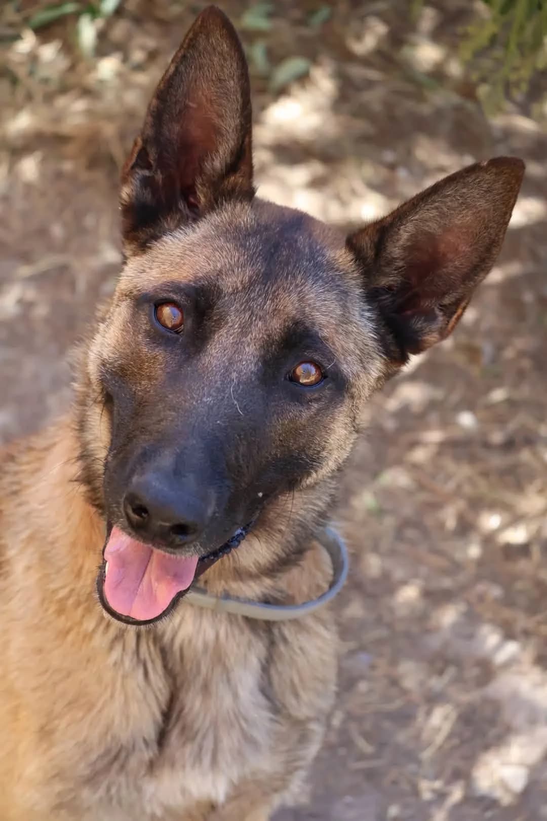 Chanel, female young Belgian Malinois for adoption at S.P.A Vauclusienne, Piégon