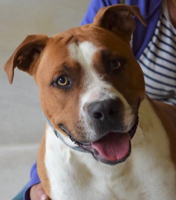 Charly, male 4yo American Staffordshire Terrier for adoption at S.P.A Vauclusienne, Piégon
