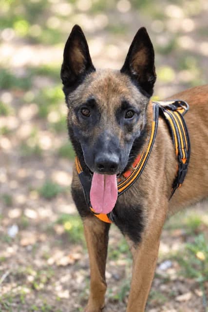 Charly, male 4yo Belgian Malinois for adoption at S.P.A Vauclusienne, Piégon