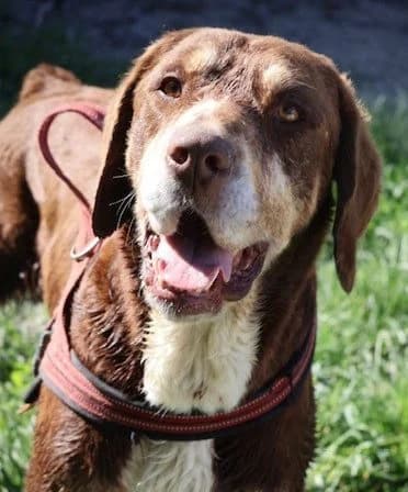 Choco, male senior Mixed Breed for adoption at S.P.A Vauclusienne, Piégon