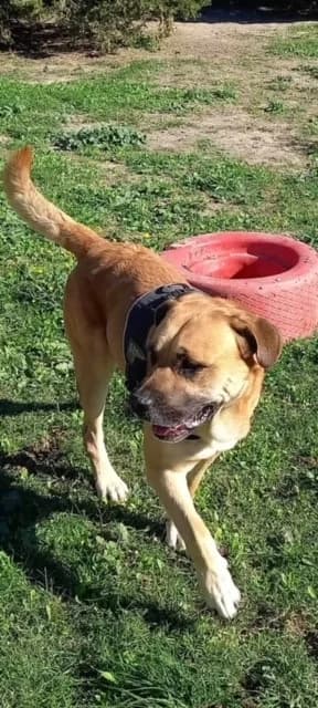 Clyde, male senior mixed breed for adoption at S.P.A Vauclusienne, Piégon