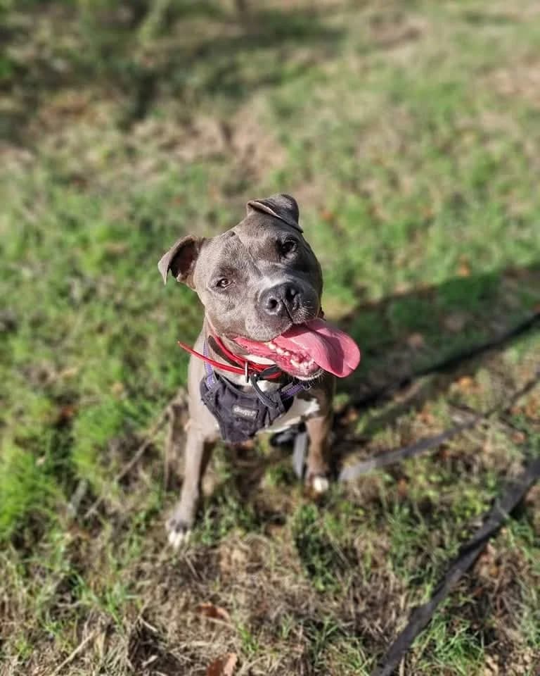 Cooper, male 3yo American Staffordshire Terrier for adoption at S.P.A Vauclusienne, Piégon
