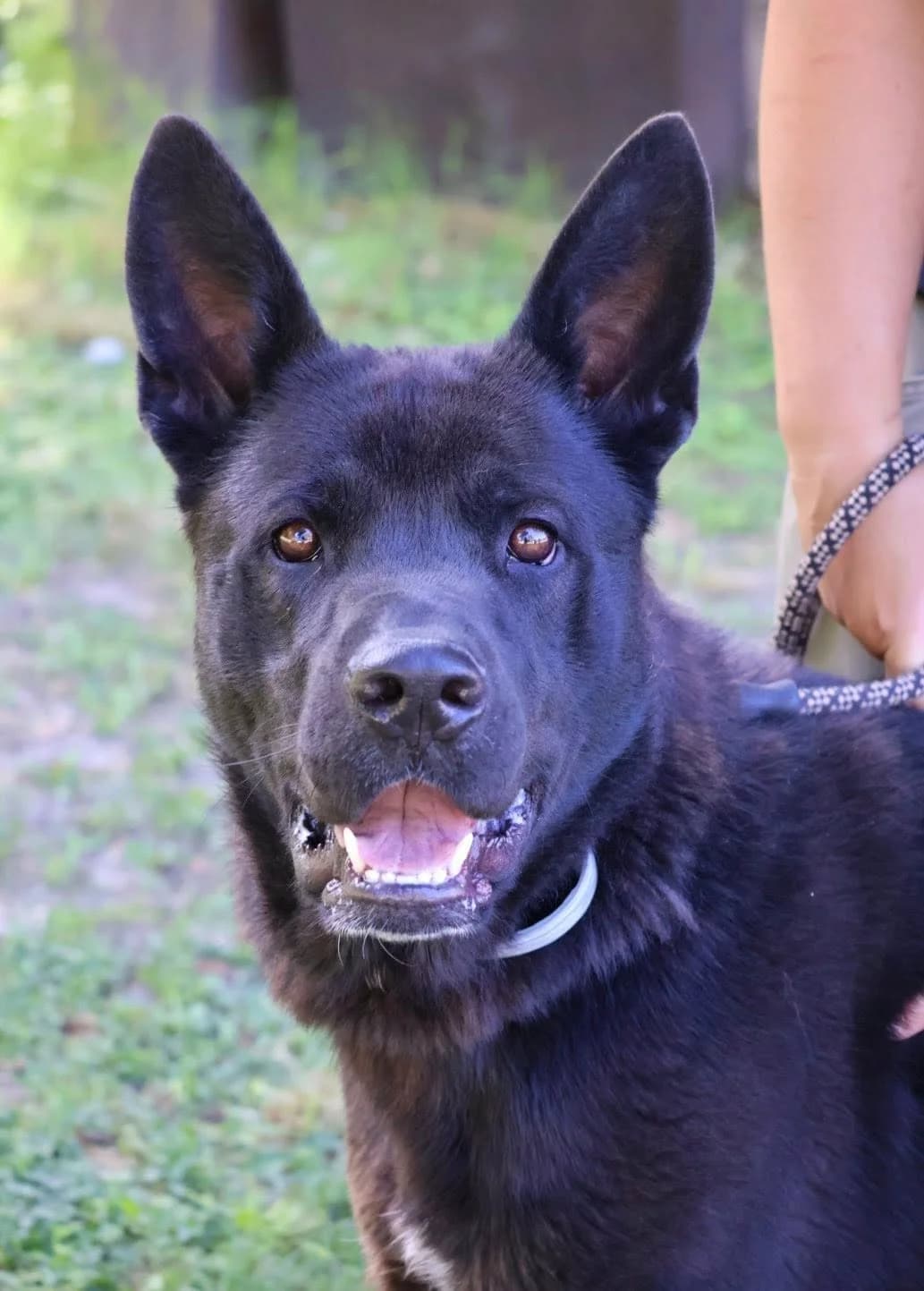 COOPER, Mixed Breed (S.P.A Vauclusienne)
