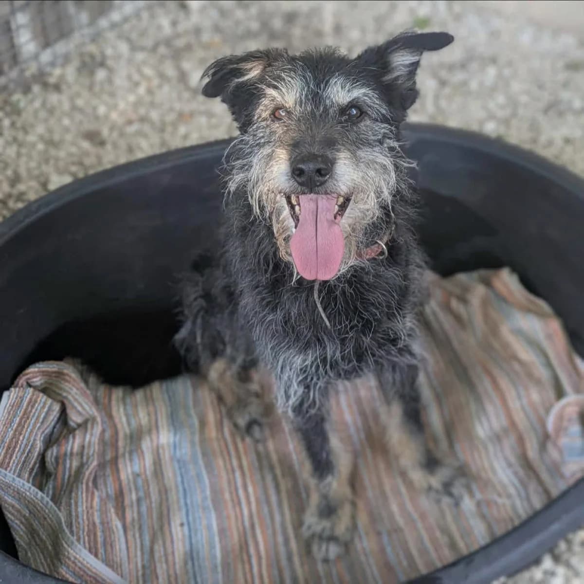 Copain, male senior Mixed Breed for adoption at S.P.A Vauclusienne, Piégon