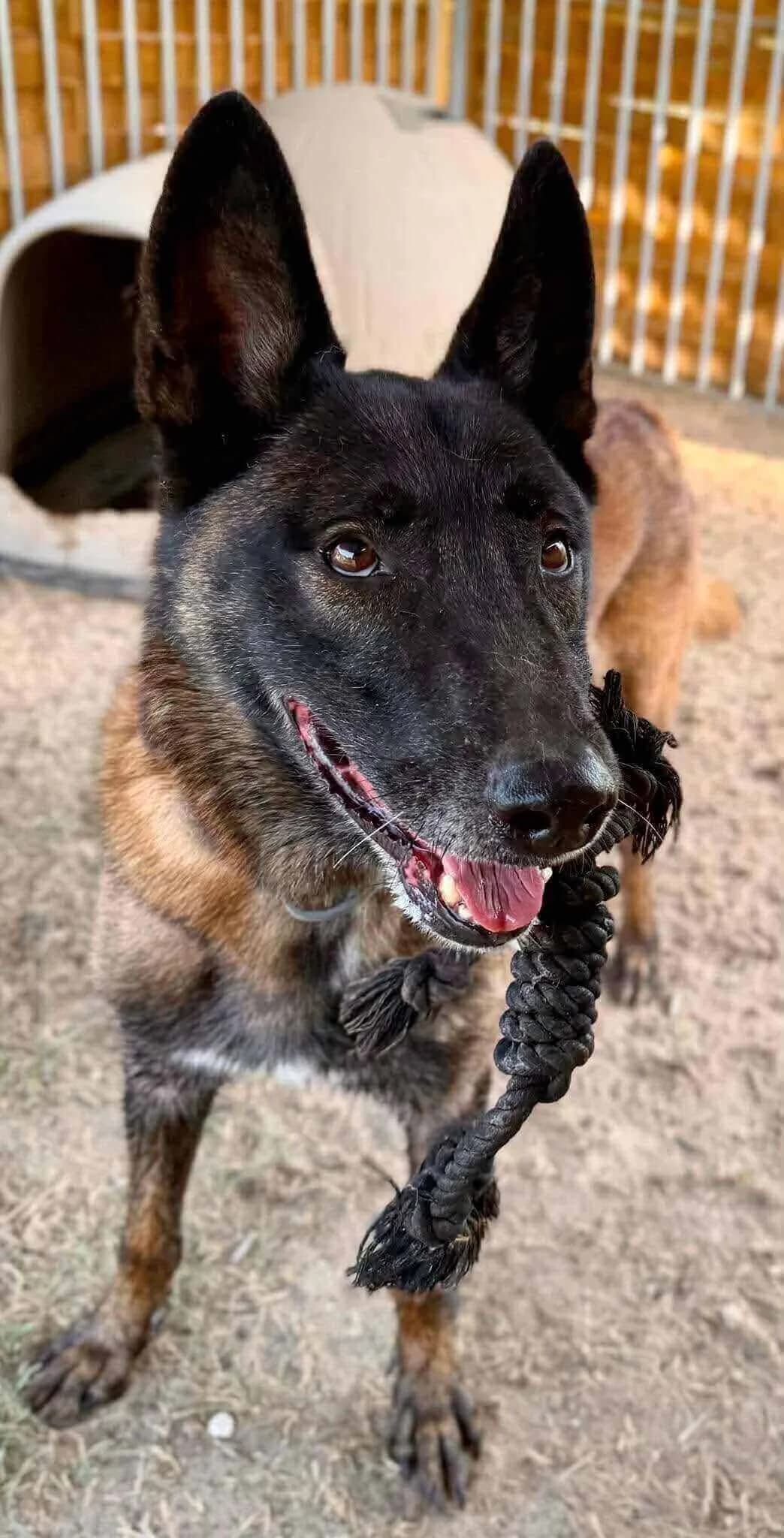 Dark, male senior Belgian Malinois for adoption at S.P.A Vauclusienne, Piégon