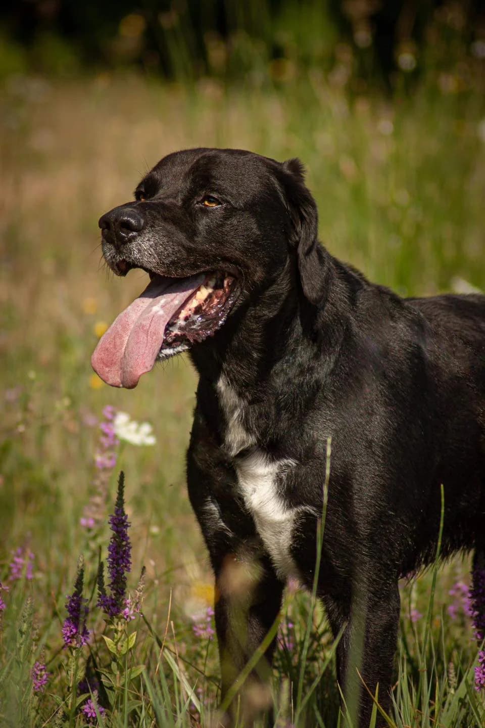 Django, male senior Labrador Retriever for adoption at S.P.A Vauclusienne, Piégon