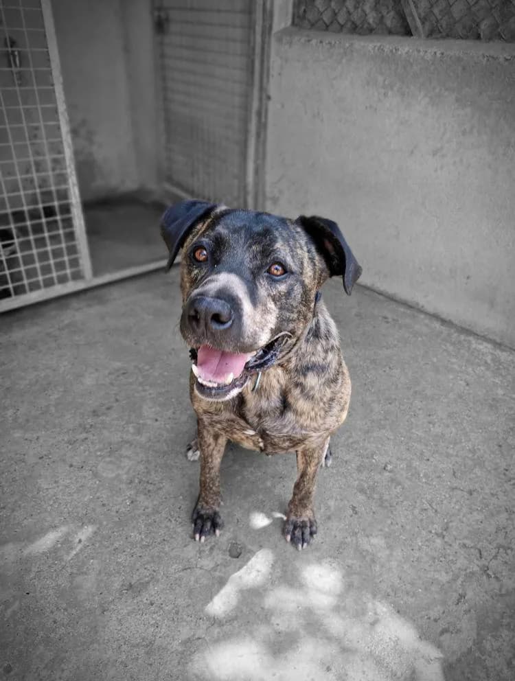Django, male American Staffordshire Terrier for adoption at S.P.A Vauclusienne, Piégon