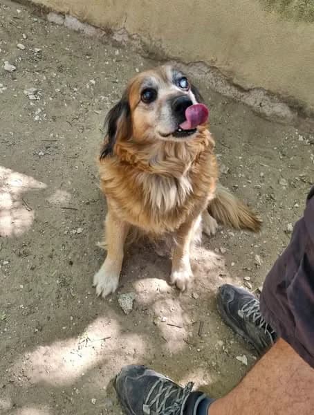 Djoudy, male senior Mixed Breed for adoption at S.P.A Vauclusienne, Piégon