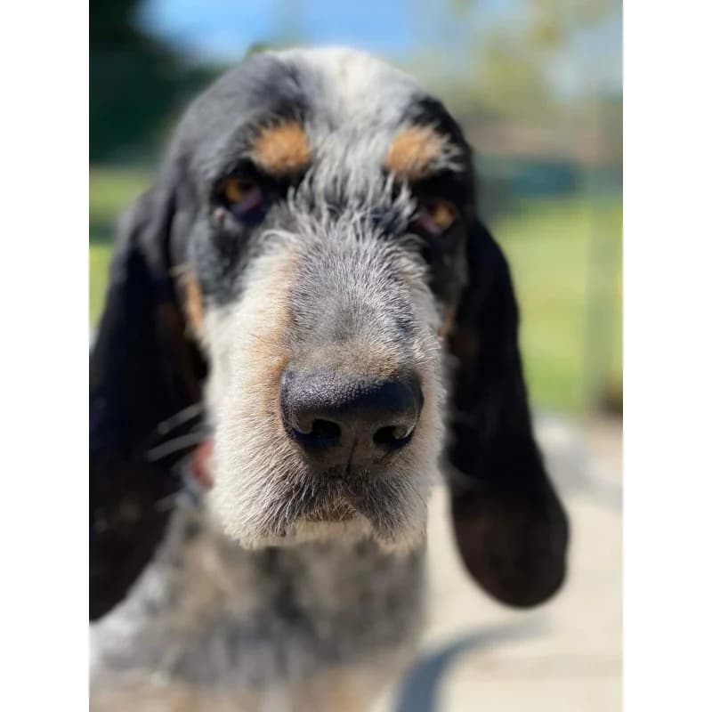 Dom, male senior mixed breed for adoption at S.P.A Vauclusienne, Piégon