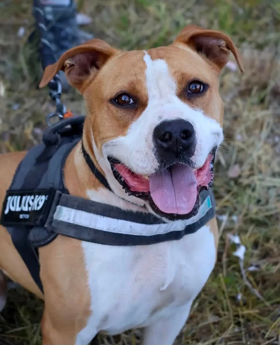 Douchka, female young American Staffordshire Terrier for adoption at S.P.A Vauclusienne, Piégon