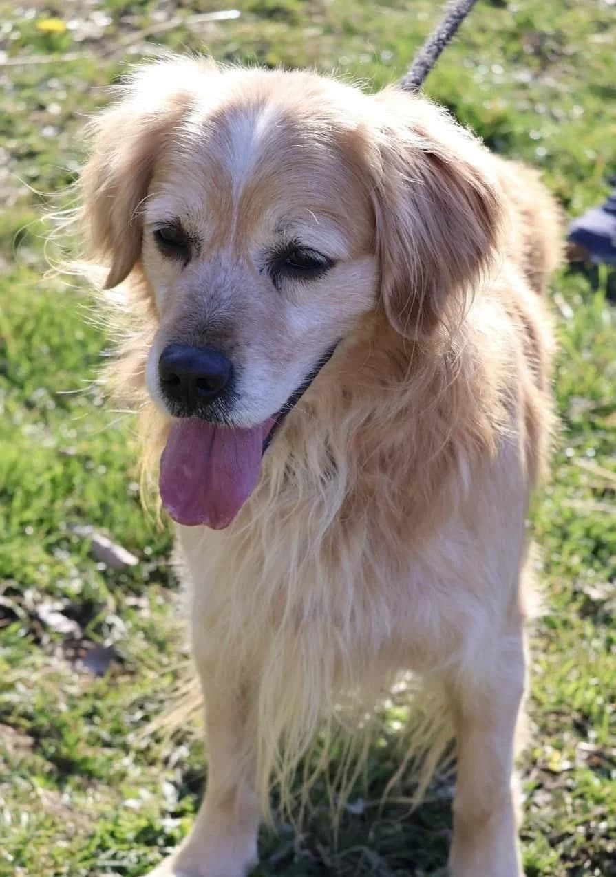 Doug, male 6yo Golden Retriever for adoption at S.P.A Vauclusienne, Piégon