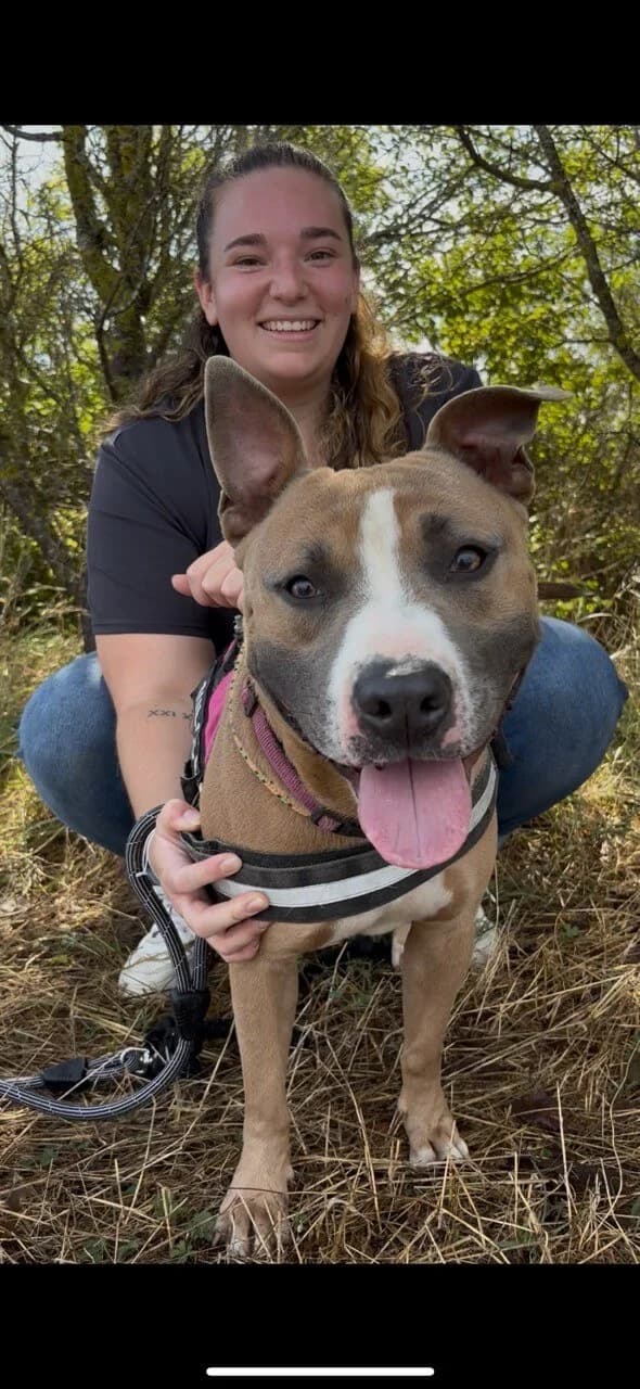 Drako, male American Staffordshire Terrier for adoption at S.P.A Vauclusienne, Piégon