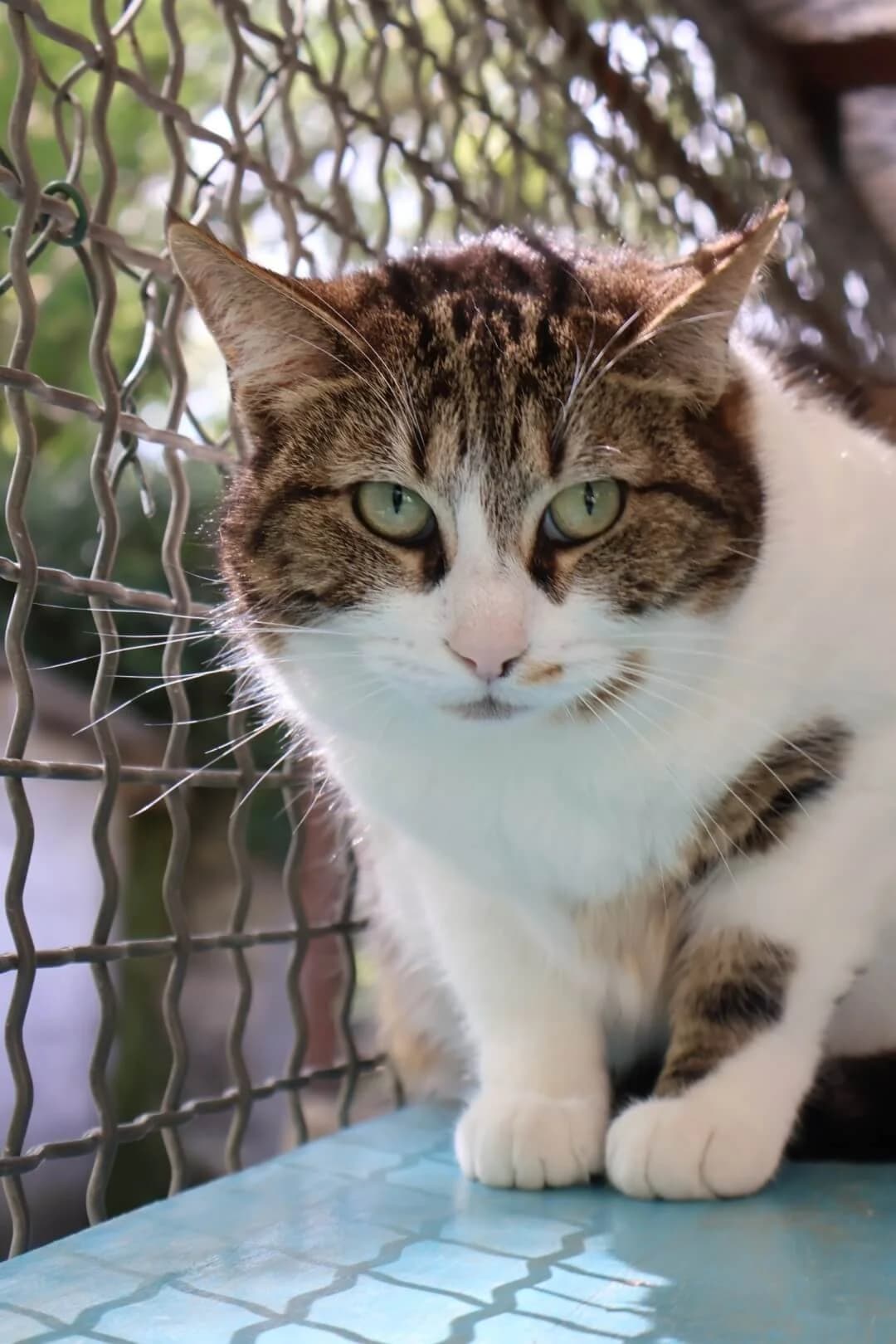 Duchesse, female 4yo European Shorthair for adoption at S.P.A Vauclusienne, Piégon