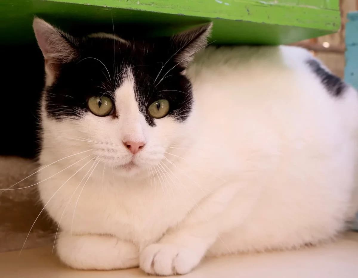 Elea, female 6yo European Shorthair for adoption at S.P.A Vauclusienne, Piégon