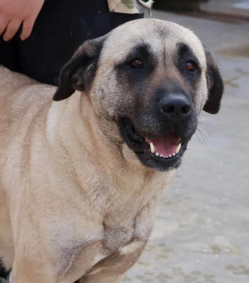 Elmas, female 4yo mixed breed for adoption at S.P.A Vauclusienne, Piégon
