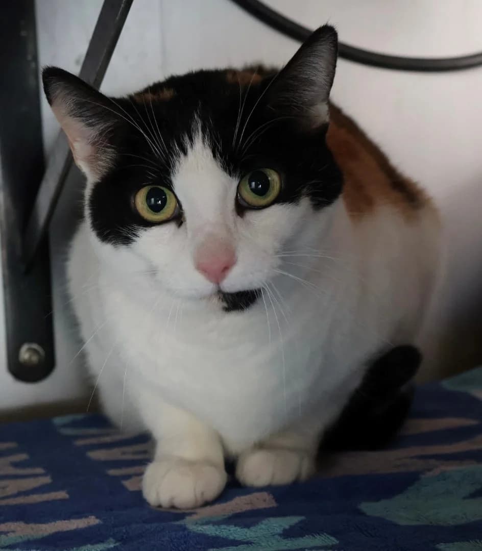 Emy, female 7yo European Shorthair for adoption at S.P.A Vauclusienne, Piégon