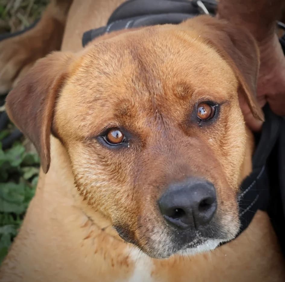 Flash, male senior Labrador Retriever for adoption at S.P.A Vauclusienne, Piégon