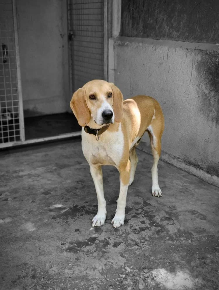 Garry, male 5yo Mixed Breed for adoption at S.P.A Vauclusienne, Piégon