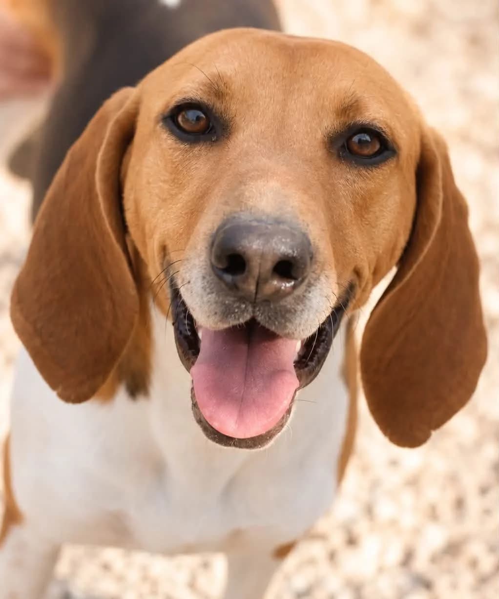 Gaston, male young Mixed Breed for adoption at S.P.A Vauclusienne, Piégon