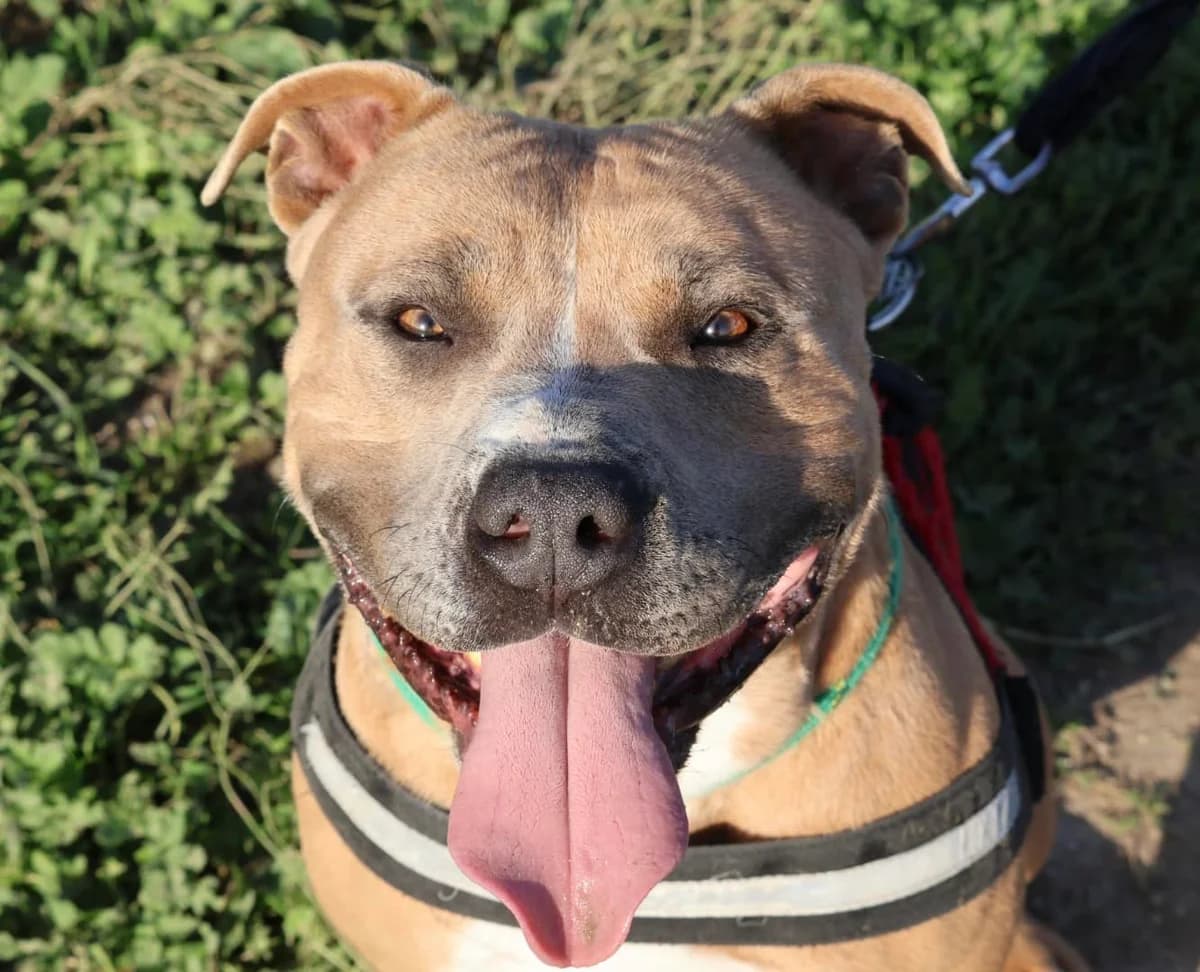 Ghost, male 3yo American Staffordshire Terrier for adoption at S.P.A Vauclusienne, Piégon