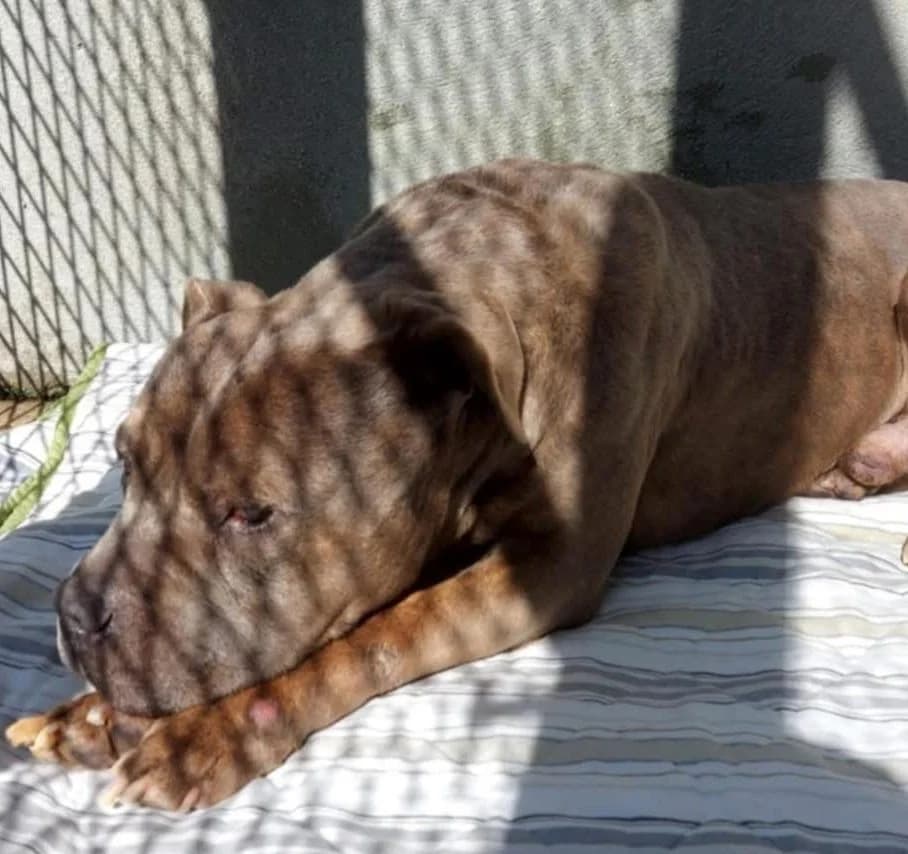 Gribouille, male senior Staffordshire Bull Terrier for adoption at S.P.A Vauclusienne, Piégon