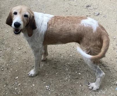 Hera, female 6yo mixed breed for adoption at S.P.A Vauclusienne, Piégon