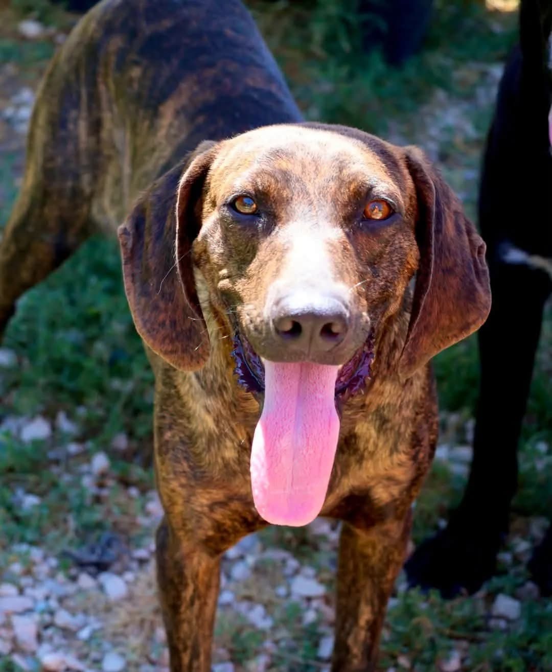 Homère, male young Mixed Breed for adoption at S.P.A Vauclusienne, Piégon