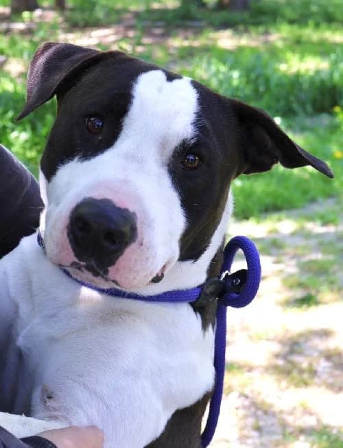 Hope, male Mixed Breed for adoption at S.P.A Vauclusienne, Piégon