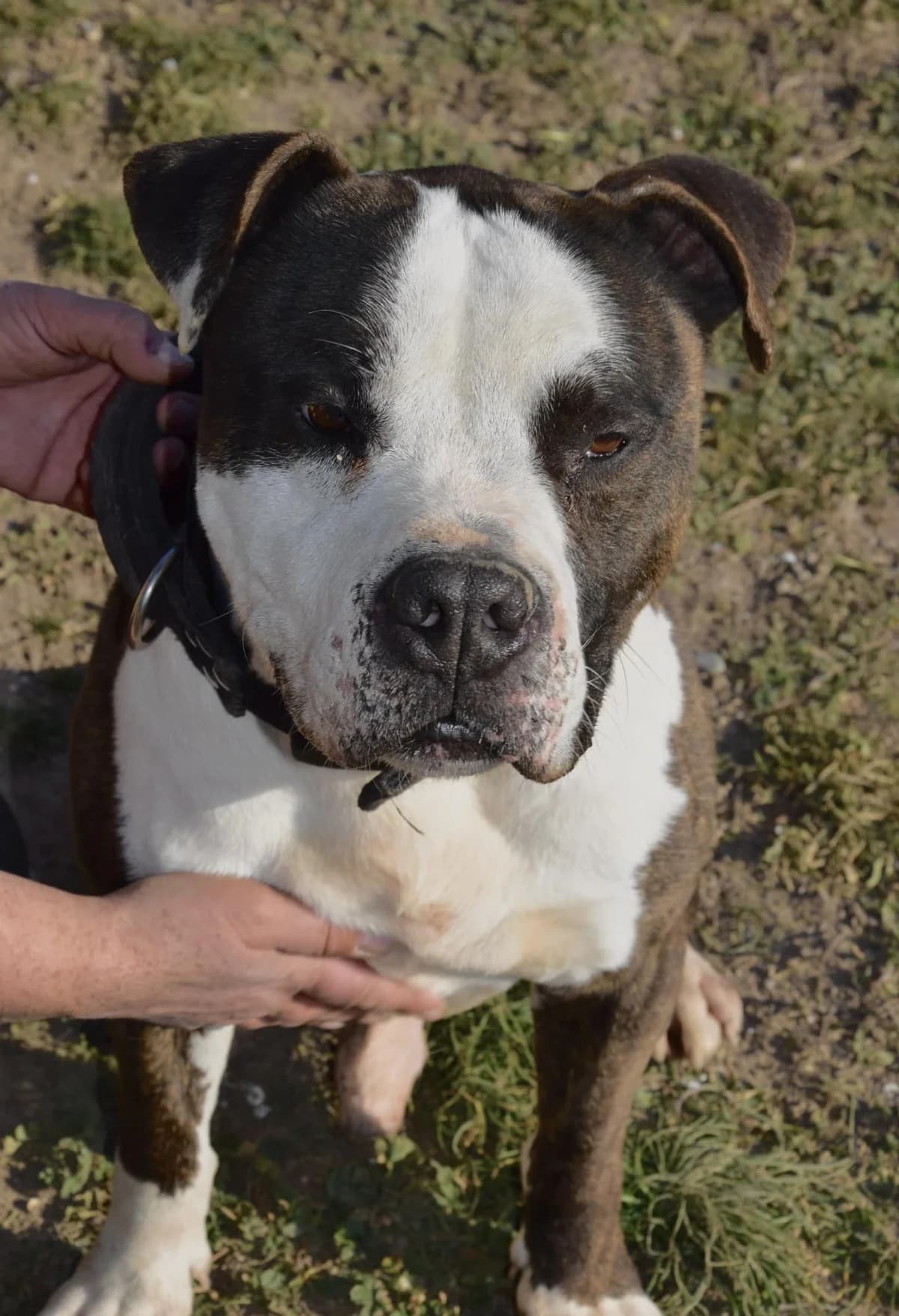 Ignas, male senior American Staffordshire Terrier for adoption at S.P.A Vauclusienne, Piégon