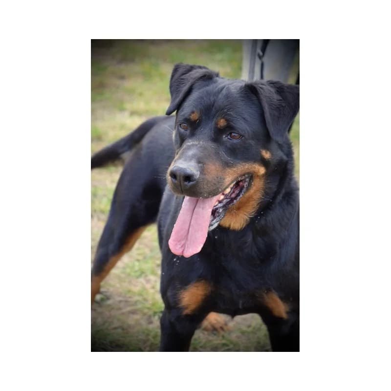 Jack, male senior mixed breed for adoption at S.P.A Vauclusienne, Piégon