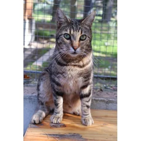 Jack, male European Shorthair for adoption at S.P.A Vauclusienne, Piégon