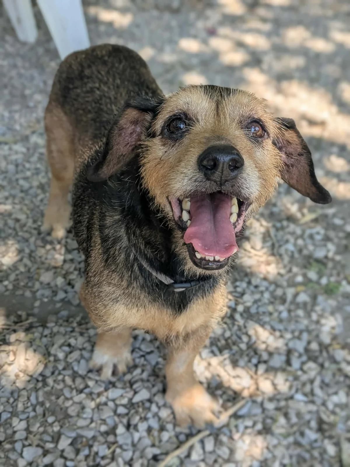 Jack, male senior Mixed Breed for adoption at S.P.A Vauclusienne, Piégon