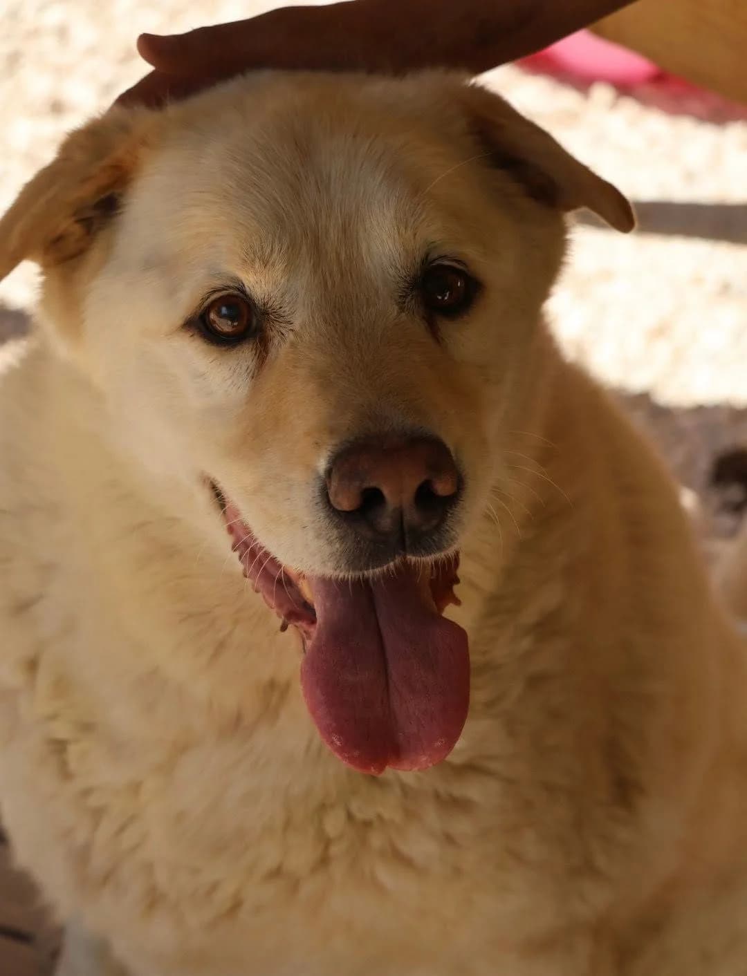 Jango, male senior Labrador Retriever for adoption at S.P.A Vauclusienne, Piégon
