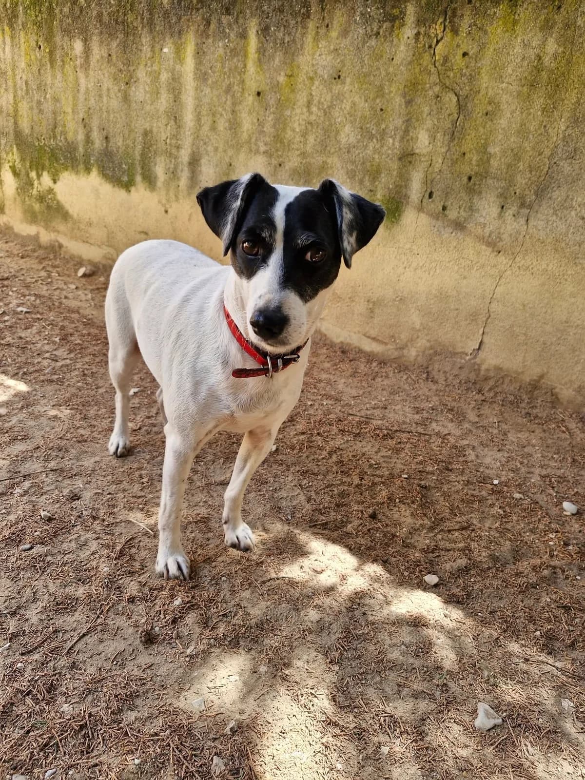 Java, female 6yo Jack Russell Terrier for adoption at S.P.A Vauclusienne, Piégon