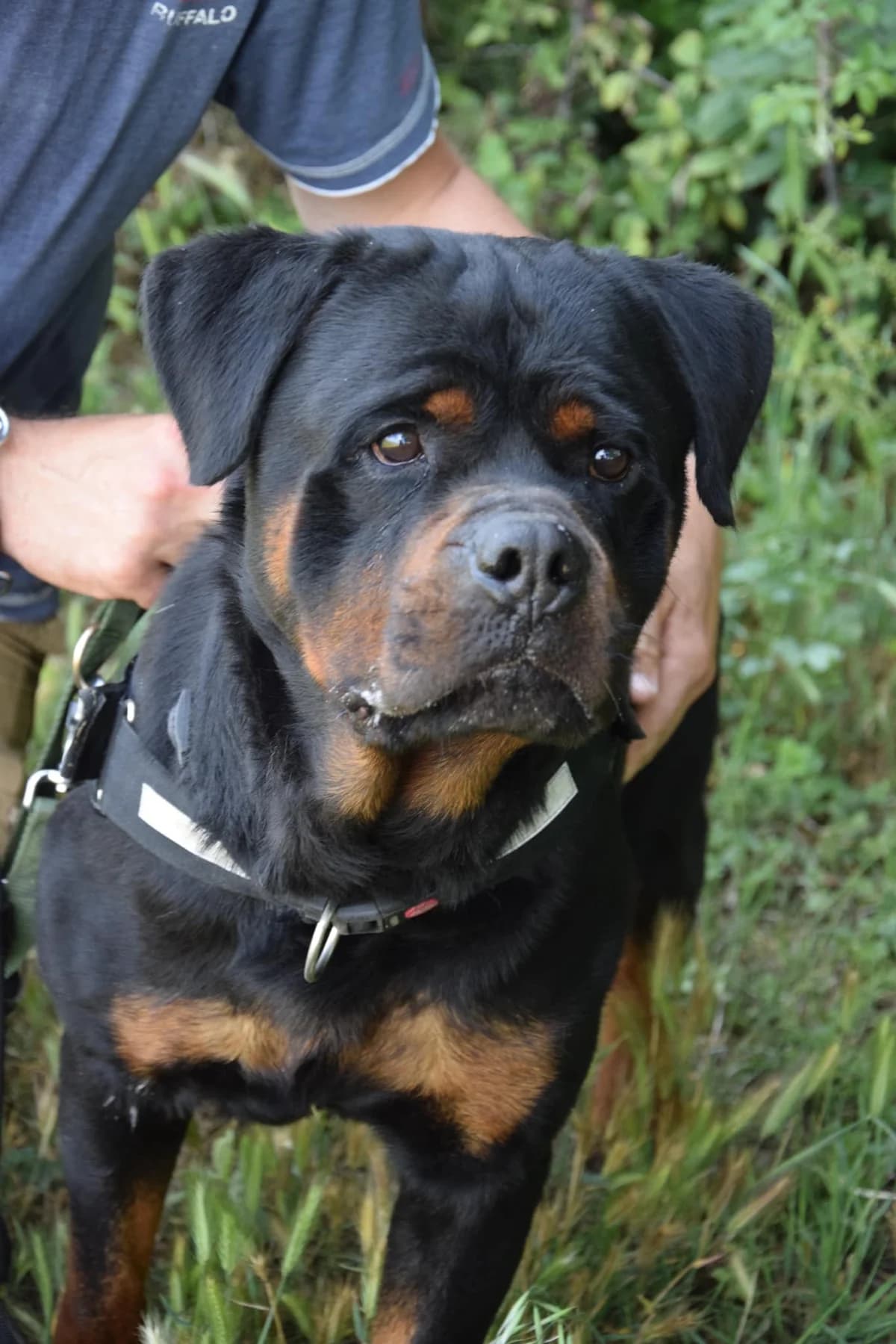 Jay-Z, male senior Rottweiler for adoption at S.P.A Vauclusienne, Piégon