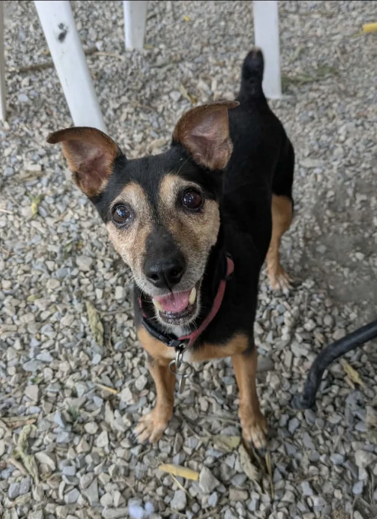 Jazzy, female senior Jack Russell Terrier for adoption at S.P.A Vauclusienne, Piégon