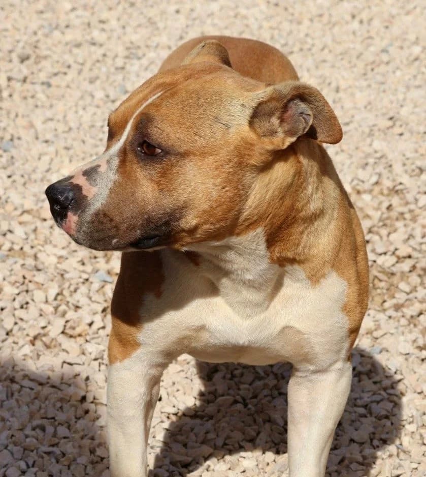 Jim, male 4yo American Staffordshire Terrier for adoption at S.P.A Vauclusienne, Piégon