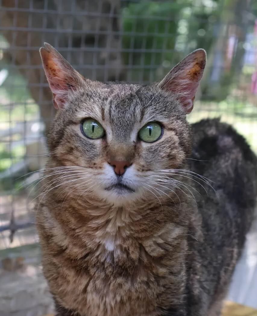 Judy, female senior European Shorthair for adoption at S.P.A Vauclusienne, Piégon