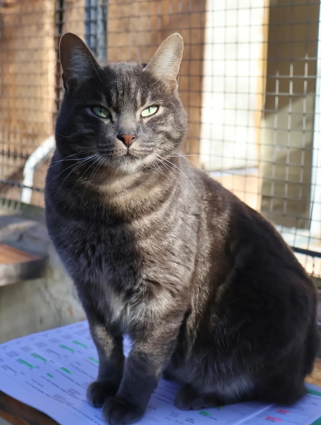 Julius, male young European Shorthair for adoption at S.P.A Vauclusienne, Piégon
