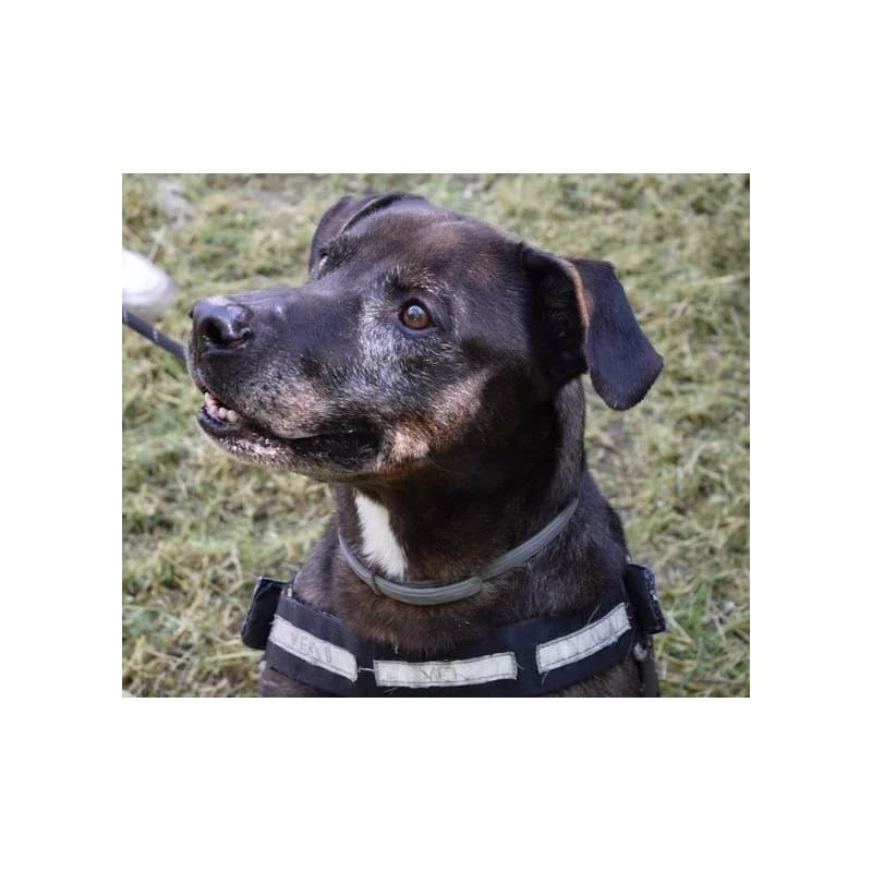 Kaiser, male senior American Staffordshire Terrier for adoption at S.P.A Vauclusienne, Piégon