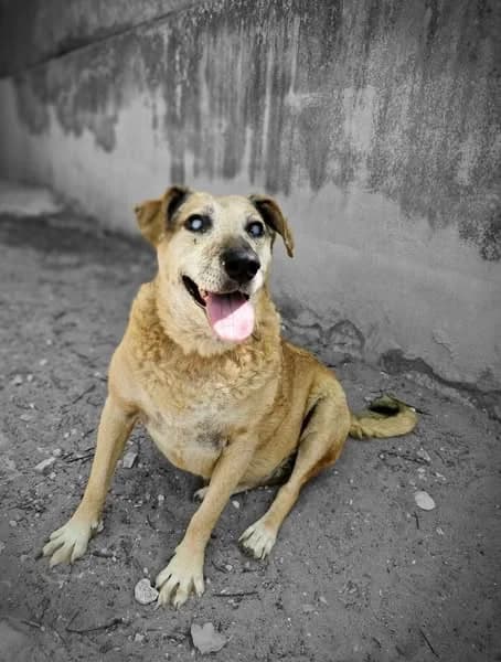 Kalyne, female senior Mixed Breed for adoption at S.P.A Vauclusienne, Piégon